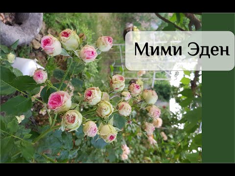Видео: Мими Эден роза - отзыв из личного опыта. Плюсы и минусы сорта
