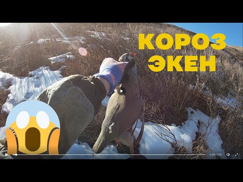 Видео: Кыргызстан Охота