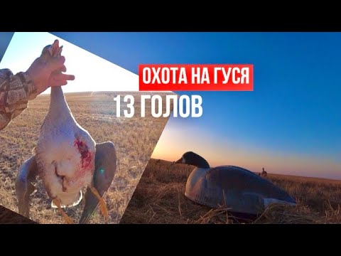 Видео: ОХОТА НА ГУСЯ!!!ЗАКРЫТИЕ СЕЗОНА. 13 ГОЛОВ!!! 