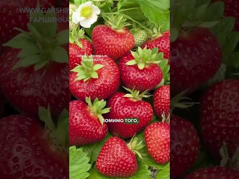 Видео: 3 САМЫХ СЛАДКИХ СОРТА КЛУБНИКИ, КОТОРЫЕ ТОЧНО ВАМ ПОНРАВЯТСЯ 🍓💃🏽