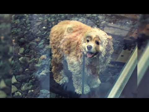 Видео: Американский кокер спаниель. Плюсы и минусы, Цена, Как выбрать, Факты, Уход, История