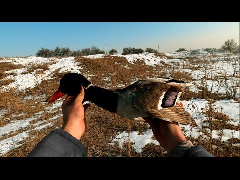 Видео: Охота в Кыргызстане