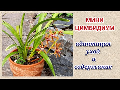 Видео: Орхидеи мини ЦИМБИДИУМ. Адаптация и первое цветение.