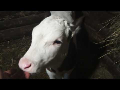 Видео: Привесы за февраль 2021 г