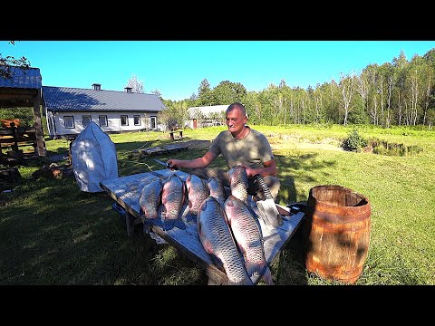 Видео: АМУРЫ как ПОРОСЯТА , ПОЙДУТ на БАЛЫК. ТИХАЯ ЖИЗНЬ ЧЕЛОВЕКА СРЕДИ ЛЕСА. №359