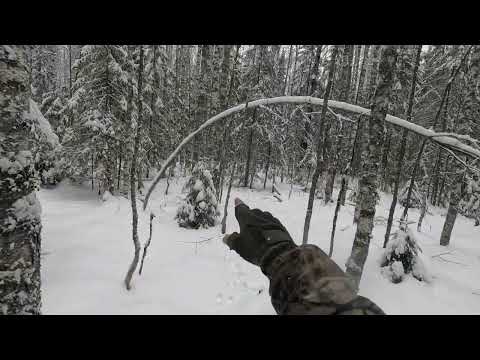 Видео: 30.11.2024. Охота на зайца, пол дня искали-15минут гоняли