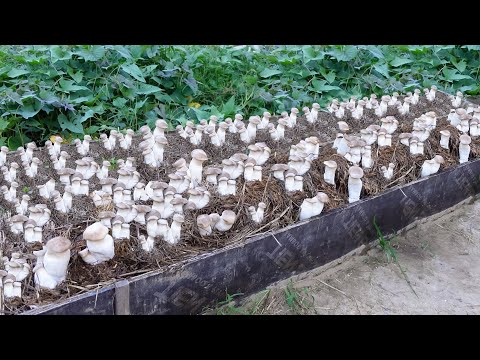 Видео: СУПЕР СПЕЦИАЛЬНАЯ ТЕХНИКА выращивания грибов из семян для начинающих