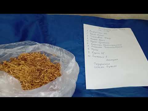 Видео: Табак. Выбор сортов на 2025 год. Ремейк.