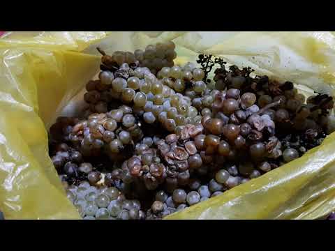 Видео: Процесс приготовления грузинского янтарного вина в малых количествах. ЭКСПЕРИМЕНТ.