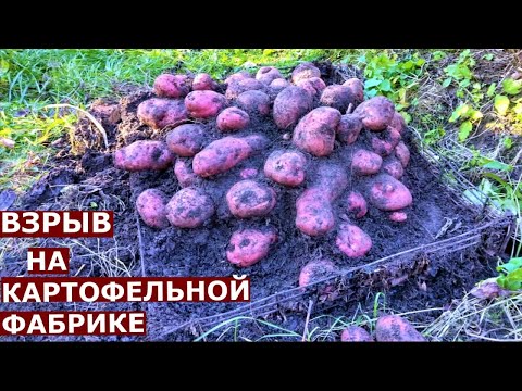 Видео: Уникальная раскопка картофеля сорта Уника