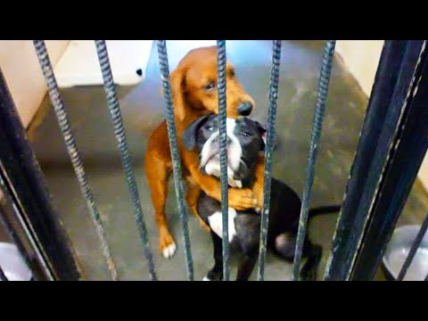 Видео: Они обнялись последний раз в жизни! То, что их ожидало, шокировало всех!