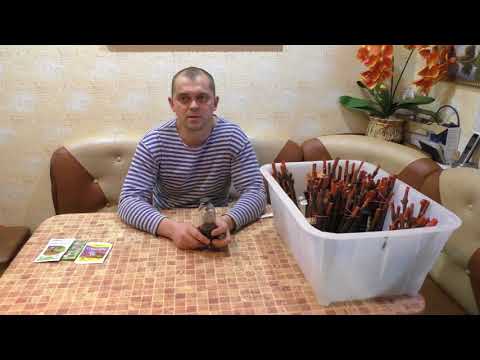 Видео: Виноград.Подготовка черенков к укоренению. Часть 2.