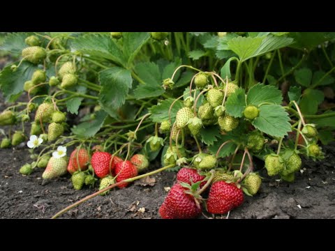 Видео: СРОЧНО в августе КЛУБНИКА обрезка, окучивание, выращивание, подкормки по самым передовым технологиям