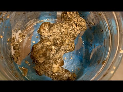 Видео: 🍄 Всё о трюфелях: самый простой способ выращивания съедобных грибов 🍄