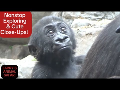 Видео: Детеныш гориллы - Кайембе #9, #babygorillas