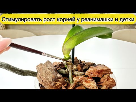 Видео: Стимулировать рост корней на орхидее реанимашке и нарастить корни детке орхидеи без корней