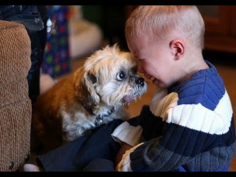 Видео: 🐕 Не плачь! Скажи, кого укусить? 😺 Смешное видео с собаками, кошками и котятами! 😸