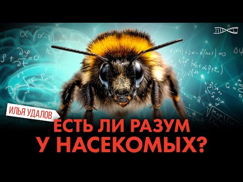 Видео: Есть ли разум у насекомых?