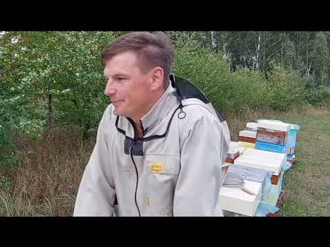 Видео: Buckfast VSH- в поисках варроаустойчивых линий.