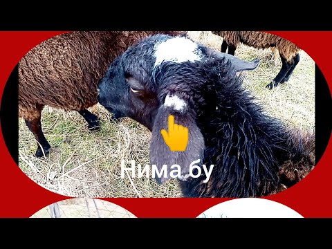 Видео: Куйларнинг кутир касаллигини даволаш ва эхтиёт чоралари.