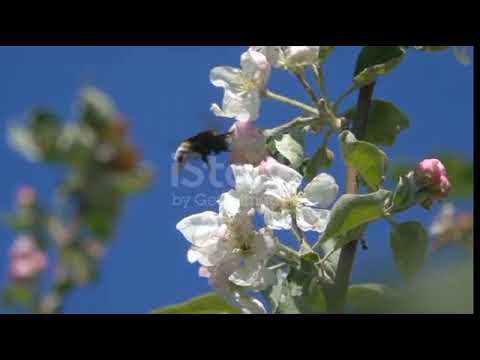 Видео: Малювання.,, Квітуче деревце".
