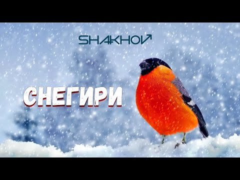 Видео: SHAKHOV - Снегири [Official Mood Video]