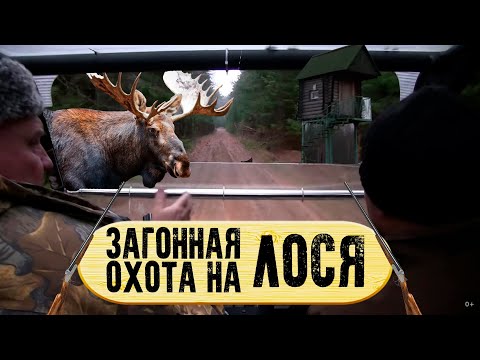 Видео: Охота на лося загоном | Загонная охота | Поймали лося