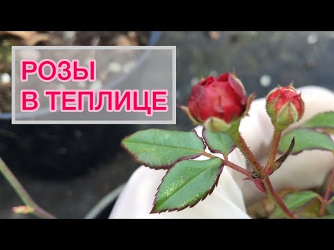 Видео: Отвечаю на вопросы | Хранение роз в теплице 🌹Сорта, укрытие, полив 🌹