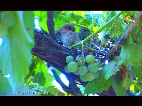 Видео: бодомту бахор