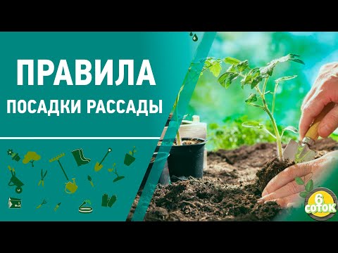Видео: Правила посадки рассады. 6 соток 04.05.2020