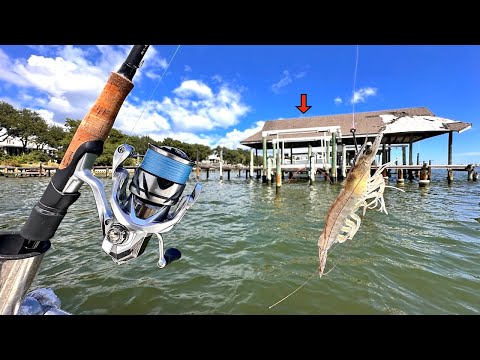 Видео: Подбросил ЖИВУЮ КРЕВЕТКУ под этот причал и поймал то, что все хотят!... [Поймал, почистил, пригот...