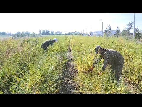 Видео: Почти 3 млн саженцев высадят актюбинские лесники