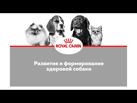 Видео: Слагаемые успеха племенного разведения. Аспекты отбора и подбора племенных производителей.