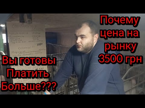 Видео: ⛔️Цена 1 поросёнка  900 грн❗️ Почему же мы платим больше❓️