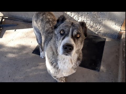 Видео: У алабая есть любимая песня 4 года спустя.