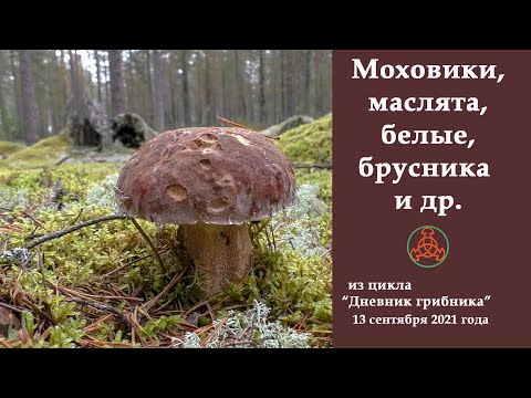 Видео: Моховики, маслята, белые, брусника и др. Дневник грибника от 13 сентября 2021 года