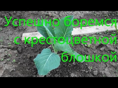 Видео: Успешно боремся с крестоцветной блошкой (54 01.06.16)