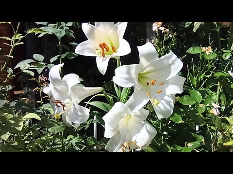 Видео: Лилии трубчатые и ЛО-гибриды.