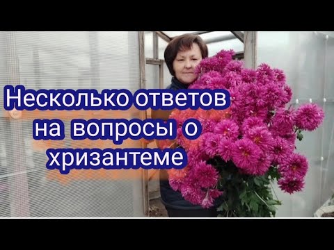 Видео: Хризантема. Отвечаю на ваши вопросы. Часть 1