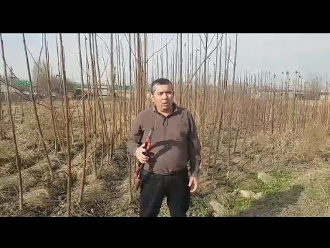 Видео: Павловния дарахтини купайтириш янги усули / Новый метод размножение Павловнии.