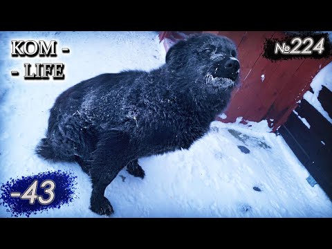 Видео: ❄️ Такой мороз не каждый год!