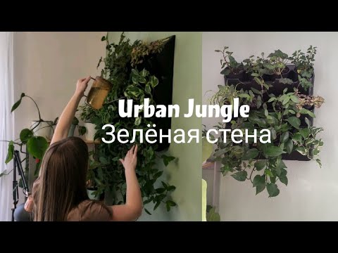 Видео: Urban Jungle / Сделала джунгли из растений у себя дома / Вертикальный сад из растений