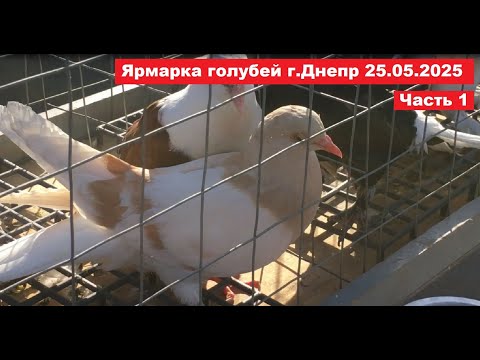 Видео: Ярмарка голубей и декоративных птиц.... г.Днепр 25.05.2025. Часть1