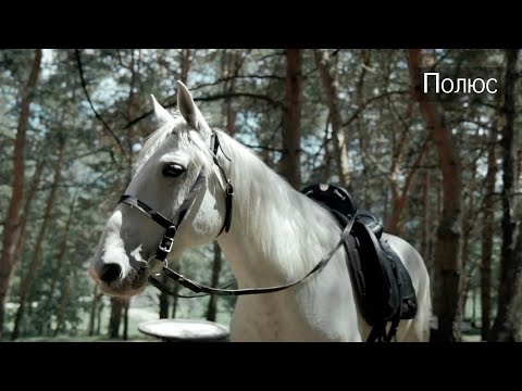 Видео: Я купил себе коня | Обзор на мерина | Александр Обжерин