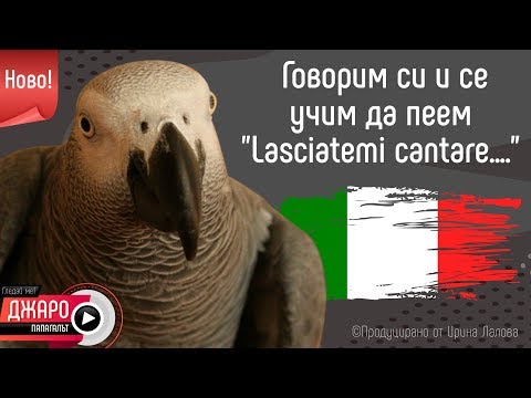 Видео: Папагалът Джаро - говорим си и се учим да пеем "Lasciatemi cantare..."