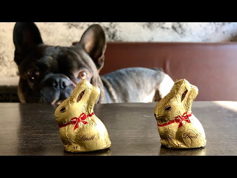 Видео: За двумя зайцами погонишься... | Бульдог Олег