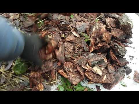 Видео: ДРОБИЛКА СОСНОВОЙ КОРЫ.