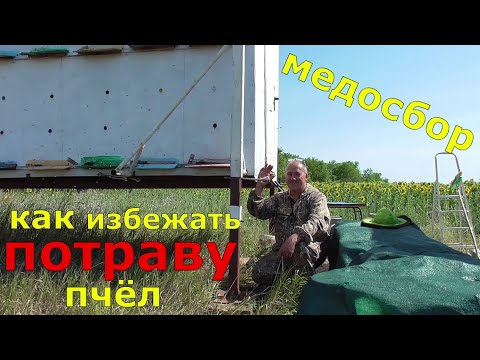 Видео: Качка подсолнуха / Состояние души ПЧЕЛОВОД / Вася 90 семей.