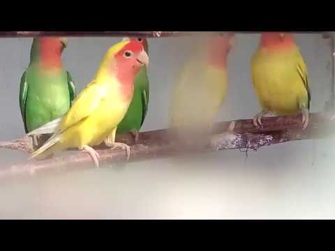 Видео: розовощекие неразлучники.краткий обзор