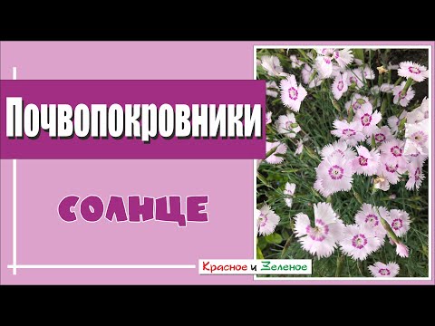 Видео: Лучшие почвопокровные растения для самых сухих и солнечных мест в саду